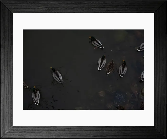 Framed Print : A serene scene of ducks floating peacefully on a calm body of water Framed Print : A serene scene of ducks floating peacefully on a calm body of water
