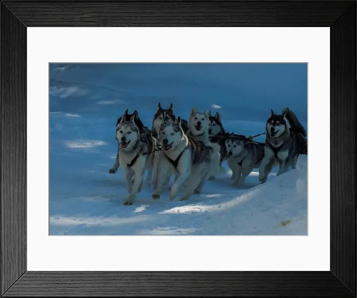 Framed Print : Sled dog with husky dogs running in snow mountains white background in dolomites in winter Framed Print : Sled dog with husky dogs running in snow mountains white background in dolomites in winter