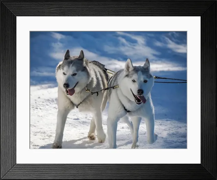 Framed Print : Sled dog with husky dogs running in snow mountains white background in dolomites in winter