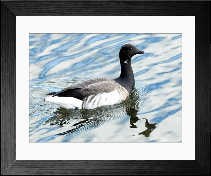Framed Print : A Brent Goose grazes on the shoreline Framed Print : A Brent Goose grazes on the shoreline