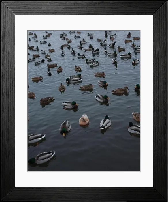 Framed Print : A serene scene of ducks floating peacefully on a calm body of water Framed Print : A serene scene of ducks floating peacefully on a calm body of water