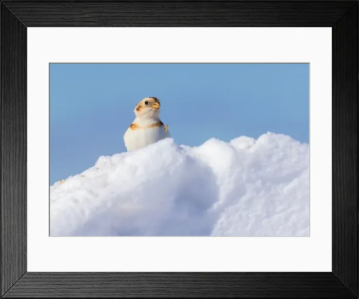 Framed Print : snow bunting (Plectrophenax nivalis) Framed Print : snow bunting (Plectrophenax nivalis)