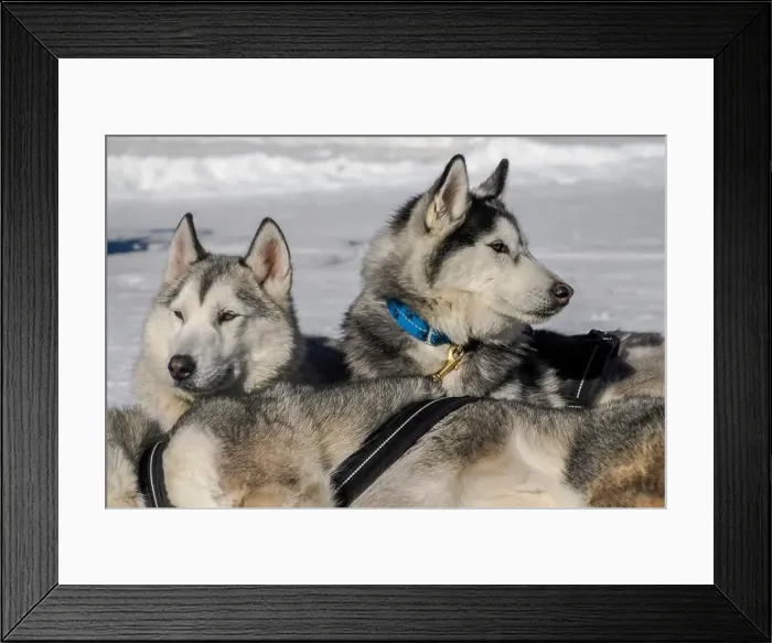 Framed Print : Sleddog with husky dogs resting in snow mountains white background in dolomites on sunny day Framed Print : Sleddog with husky dogs resting in snow mountains white background in dolomites on sunny day