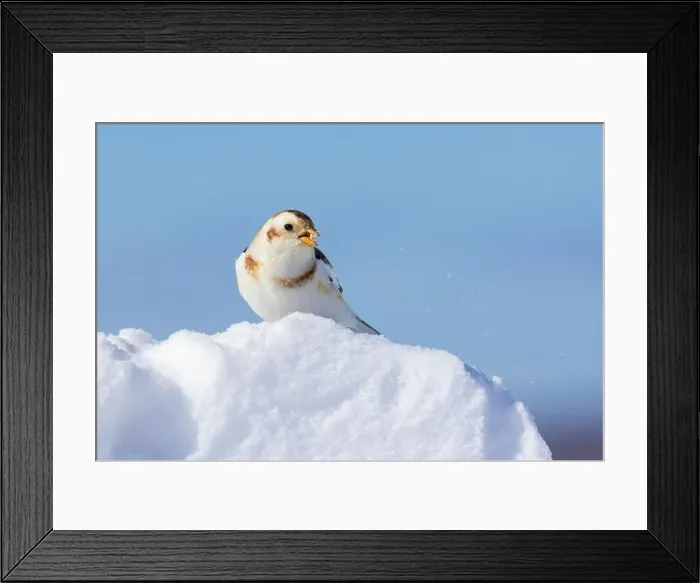 Framed Print : snow bunting (Plectrophenax nivalis) Framed Print : snow bunting (Plectrophenax nivalis)