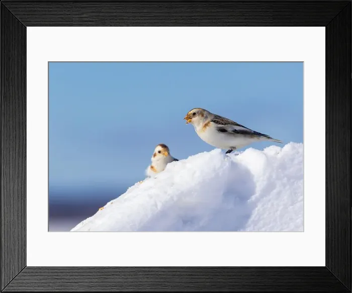 Framed Print : snow bunting (Plectrophenax nivalis) Framed Print : snow bunting (Plectrophenax nivalis)