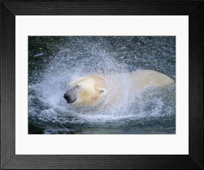 Framed Print : Portrait of a polar bear (Ursus maritimus) in the water in a zoo, splashing water Framed Print : Portrait of a polar bear (Ursus maritimus) in the water in a zoo, splashing water