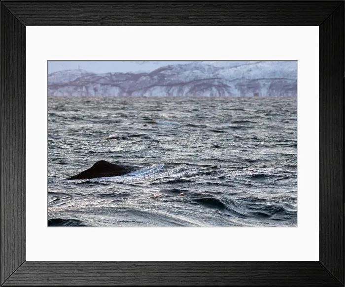 Framed Print : Europe, Norway, Troms County, Sperm Whale on the Surface near the island of Skjervoy Framed Print : Europe, Norway, Troms County, Sperm Whale on the Surface near the island of Skjervoy