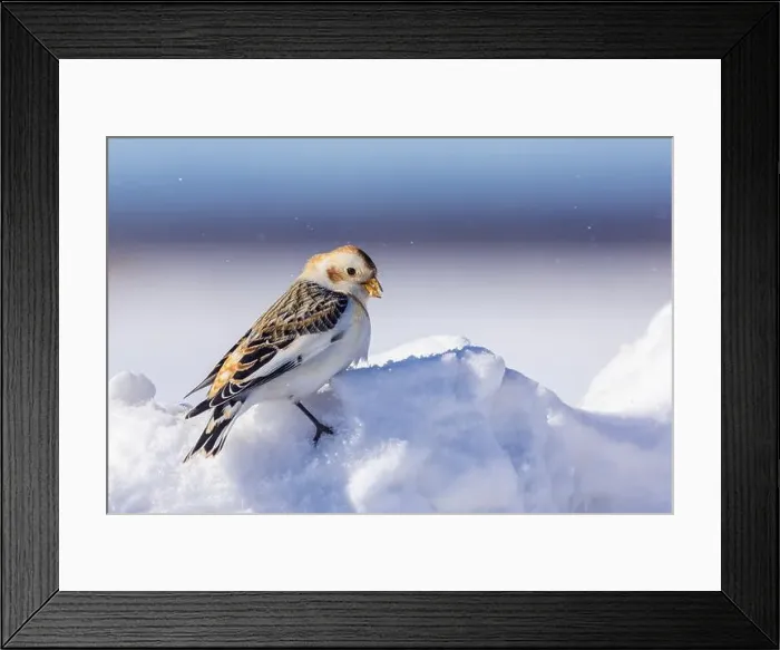 Framed Print : snow bunting (Plectrophenax nivalis) Framed Print : snow bunting (Plectrophenax nivalis)