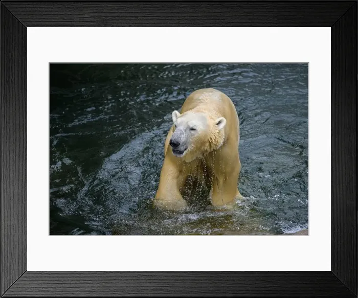 Framed Print : Portrait of a polar bear (Ursus maritimus) in the water in a zoo Framed Print : Portrait of a polar bear (Ursus maritimus) in the water in a zoo