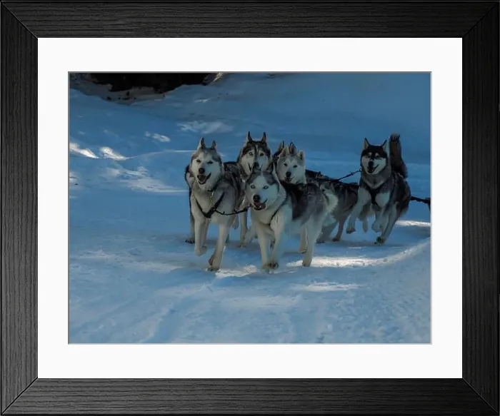 Framed Print : Sled dog with husky dogs running in snow mountains white background in dolomites in winter Framed Print : Sled dog with husky dogs running in snow mountains white background in dolomites in winter