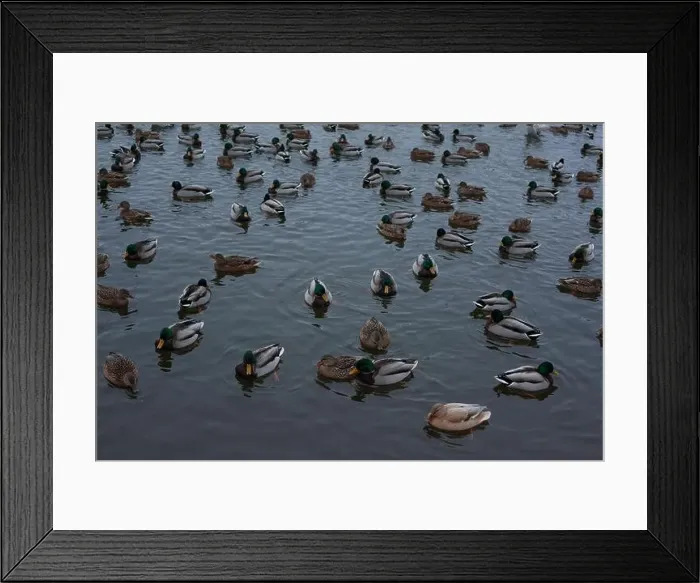 Framed Print : A serene scene of ducks floating peacefully on a calm body of water Framed Print : A serene scene of ducks floating peacefully on a calm body of water