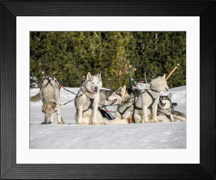 Framed Print : Sleddog with husky dogs in snow mountains white background in dolomites on sunny day Framed Print : Sleddog with husky dogs in snow mountains white background in dolomites on sunny day