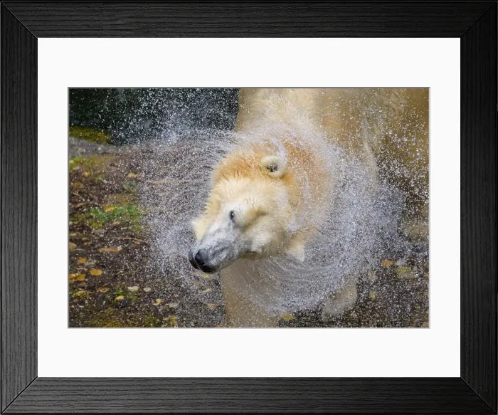 Framed Print : Portrait of a polar bear (Ursus maritimus) in the water in a zoo, splashing water Framed Print : Portrait of a polar bear (Ursus maritimus) in the water in a zoo, splashing water