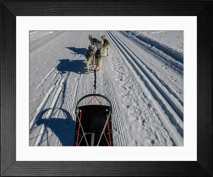 Framed Print : Sled dog with husky dogs in snow mountains white background in dolomites on sunny day view from the sled with dogs Framed Print : Sled dog with husky dogs in snow mountains white background in dolomites on sunny day view from the sled with dogs