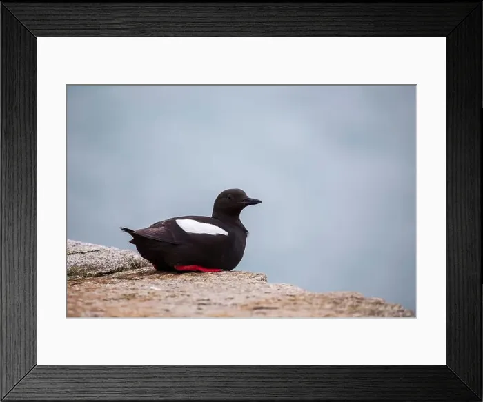 Framed Print : Black Guillemot (Cepphus grylle) spotted off coast in Ireland Framed Print : Black Guillemot (Cepphus grylle) spotted off coast in Ireland