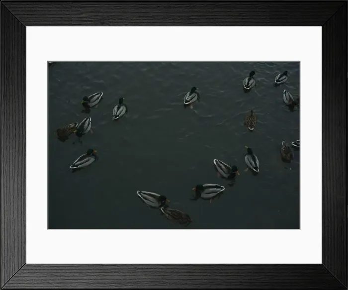 Framed Print : A serene scene of ducks floating peacefully on a calm body of water Framed Print : A serene scene of ducks floating peacefully on a calm body of water