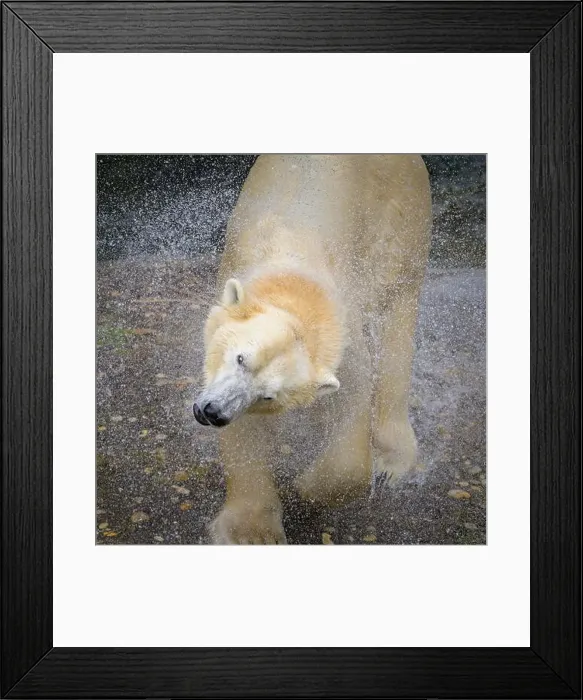 Framed Print : Portrait of a polar bear (Ursus maritimus) in the water in a zoo, splashing water Framed Print : Portrait of a polar bear (Ursus maritimus) in the water in a zoo, splashing water