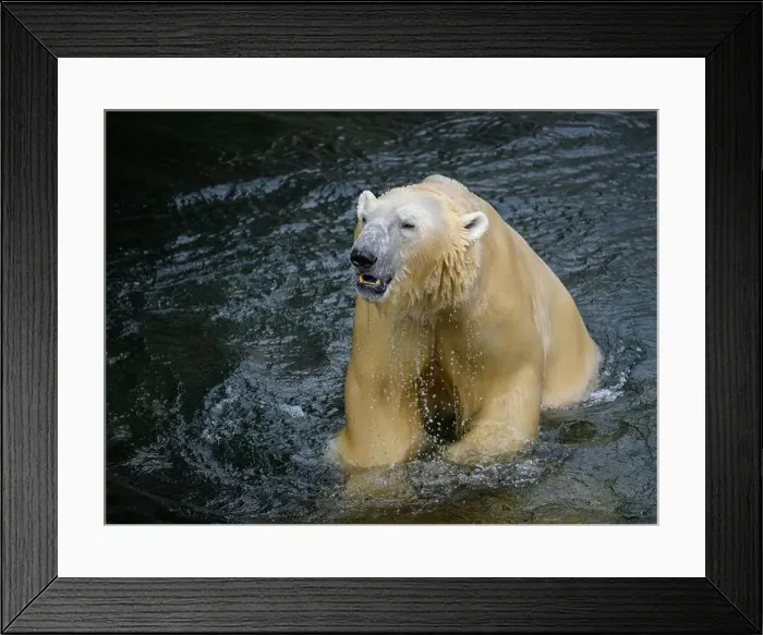 Framed Print : Portrait of a polar bear (Ursus maritimus) in the water in a zoo
