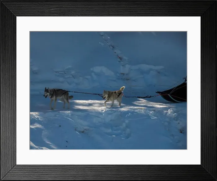 Framed Print : Sled dog with husky dogs running in snow mountains white background in dolomites in winter