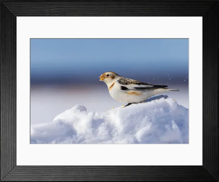 Framed Print : snow bunting (Plectrophenax nivalis) Framed Print : snow bunting (Plectrophenax nivalis)