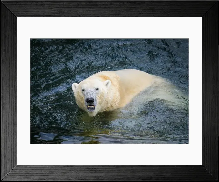 Framed Print : Portrait of a polar bear (Ursus maritimus) in the water in a zoo, splashing water Framed Print : Portrait of a polar bear (Ursus maritimus) in the water in a zoo, splashing water