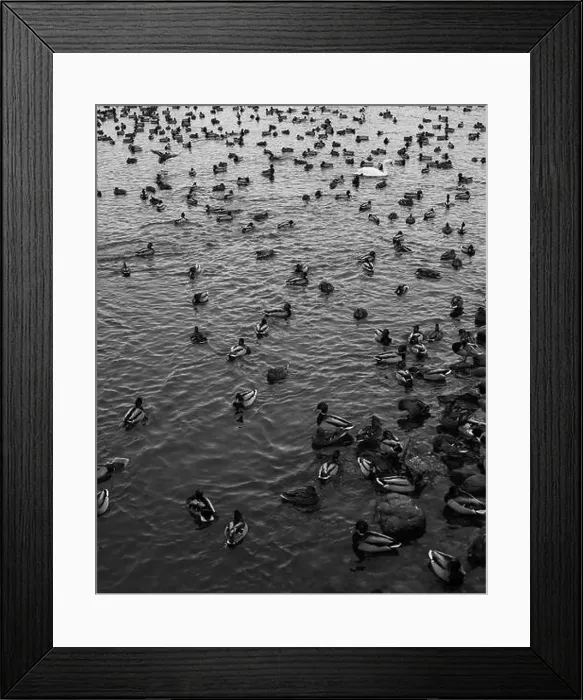 Framed Print : A serene scene of ducks floating peacefully on a calm body of water Framed Print : A serene scene of ducks floating peacefully on a calm body of water