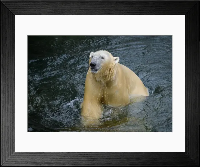 Framed Print : Portrait of a polar bear (Ursus maritimus) in the water in a zoo Framed Print : Portrait of a polar bear (Ursus maritimus) in the water in a zoo