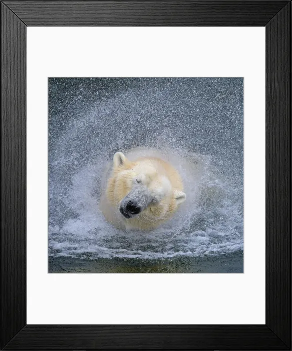 Framed Print : Portrait of a polar bear (Ursus maritimus) in the water in a zoo, splashing water Framed Print : Portrait of a polar bear (Ursus maritimus) in the water in a zoo, splashing water