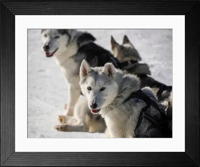 Framed Print : Sleddog with husky dogs resting in snow mountains white background in dolomites on sunny day Framed Print : Sleddog with husky dogs resting in snow mountains white background in dolomites on sunny day