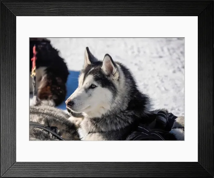 Framed Print : Sleddog with husky dogs resting in snow mountains white background in dolomites on sunny day Framed Print : Sleddog with husky dogs resting in snow mountains white background in dolomites on sunny day