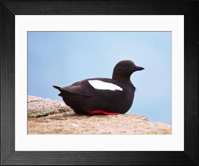 Framed Print : Guillemot Hanging About in Dún Laoghaire, Dublin Framed Print : Guillemot Hanging About in Dún Laoghaire, Dublin