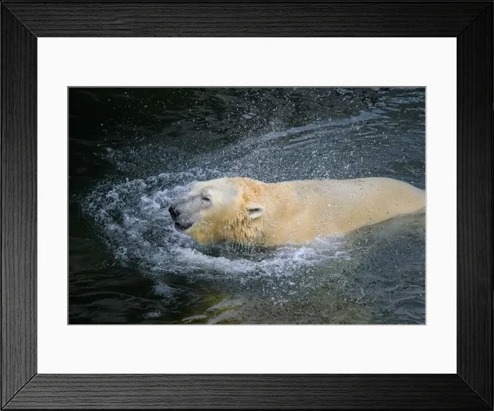 Framed Print : Portrait of a polar bear (Ursus maritimus) in the water in a zoo Framed Print : Portrait of a polar bear (Ursus maritimus) in the water in a zoo