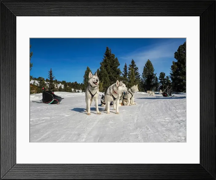 Framed Print : Sleddog with husky dogs in snow mountains white background in dolomites on sunny day Framed Print : Sleddog with husky dogs in snow mountains white background in dolomites on sunny day