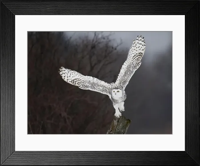 Framed Print : Snowy owl landing gracefully on a post after spreading its wings mid-flight Framed Print : Snowy owl landing gracefully on a post after spreading its wings mid-flight