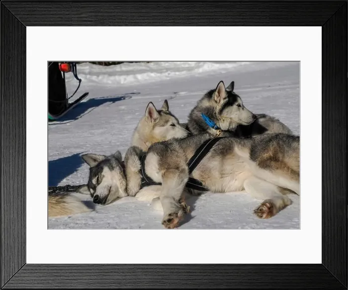 Framed Print : Sleddog with husky dogs resting in snow mountains white background in dolomites on sunny day Framed Print : Sleddog with husky dogs resting in snow mountains white background in dolomites on sunny day