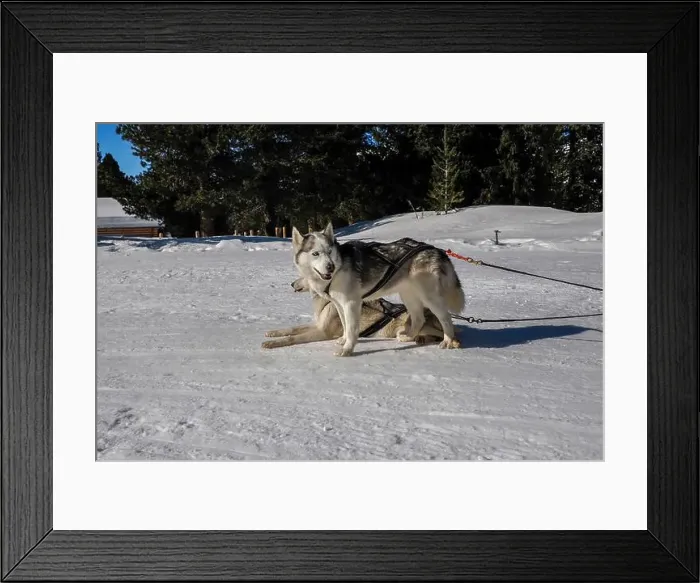 Framed Print : Sleddog with husky dogs resting in snow mountains white background in dolomites on sunny day Framed Print : Sleddog with husky dogs resting in snow mountains white background in dolomites on sunny day