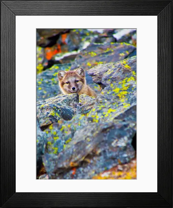 Framed Print : Arctic Fox, Nordvest-Spitsbergen National Park, Arctic, Spitsbergen, Svalbard, Norway, Europe