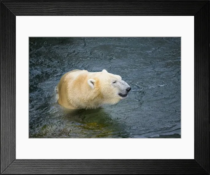 Framed Print : Portrait of a polar bear (Ursus maritimus) in the water in a zoo Framed Print : Portrait of a polar bear (Ursus maritimus) in the water in a zoo
