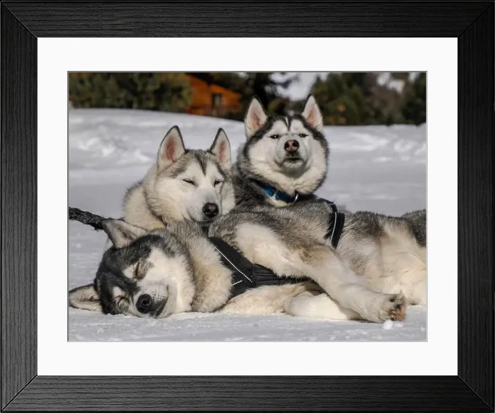 Framed Print : Sleddog with husky dogs resting in snow mountains white background in dolomites on sunny day Framed Print : Sleddog with husky dogs resting in snow mountains white background in dolomites on sunny day