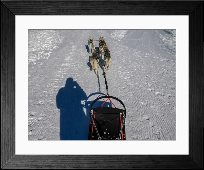 Framed Print : Sled dog with husky dogs in snow mountains white background in dolomites on sunny day view from the sled with dogs Framed Print : Sled dog with husky dogs in snow mountains white background in dolomites on sunny day view from the sled with dogs