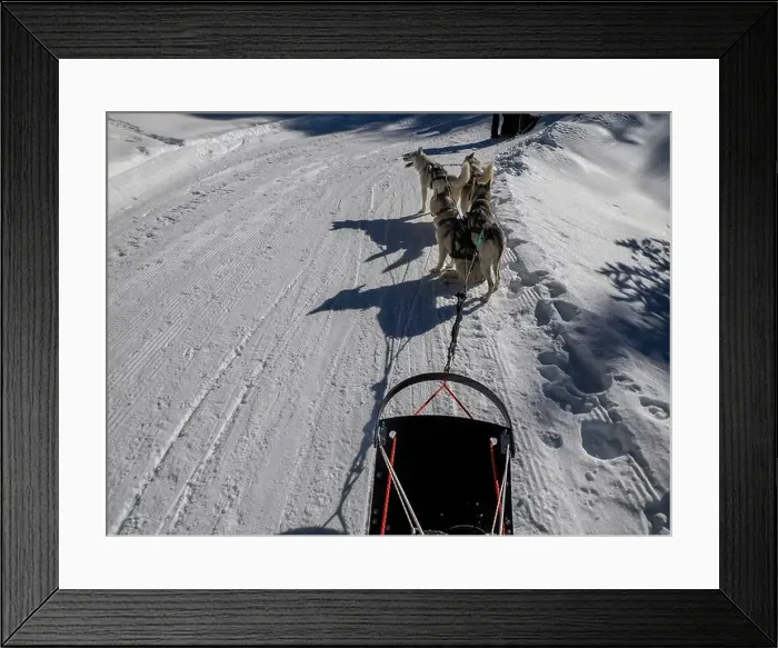 Framed Print : Sled dog with husky dogs in snow mountains white background in dolomites on sunny day view from the sled with dogs Framed Print : Sled dog with husky dogs in snow mountains white background in dolomites on sunny day view from the sled with dogs