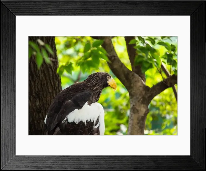 Framed Print : Majestic Steller's Sea Eagle, native to northeastern Asia Framed Print : Majestic Steller's Sea Eagle, native to northeastern Asia
