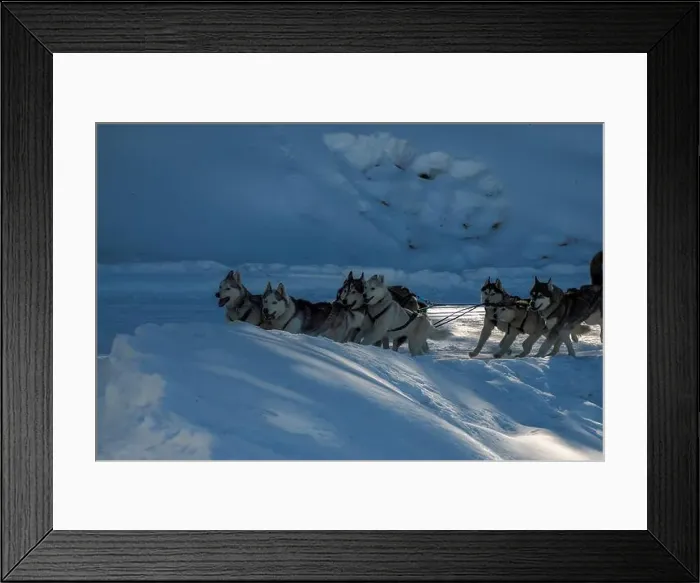 Framed Print : Sled dog with husky dogs running in snow mountains white background in dolomites in winter Framed Print : Sled dog with husky dogs running in snow mountains white background in dolomites in winter