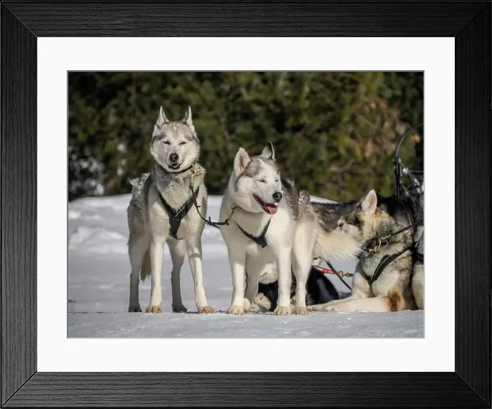 Framed Print : Sleddog with husky dogs in snow mountains white background in dolomites on sunny day Framed Print : Sleddog with husky dogs in snow mountains white background in dolomites on sunny day