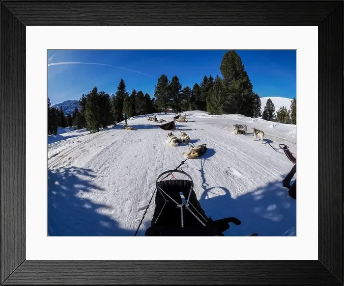 Framed Print : Sleddog with husky dogs in snow mountains white background in dolomites on sunny day view from the sled Framed Print : Sleddog with husky dogs in snow mountains white background in dolomites on sunny day view from the sled