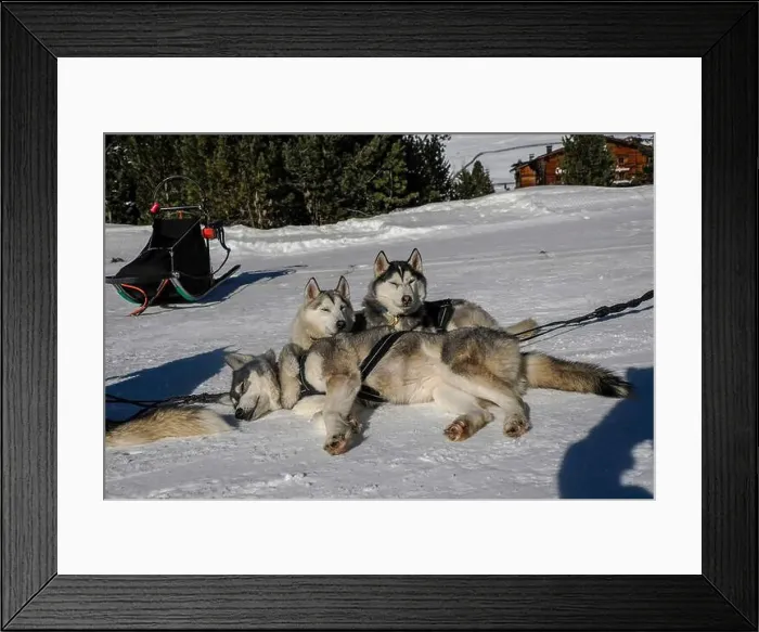 Framed Print : Sleddog with husky dogs resting in snow mountains white background in dolomites on sunny day Framed Print : Sleddog with husky dogs resting in snow mountains white background in dolomites on sunny day