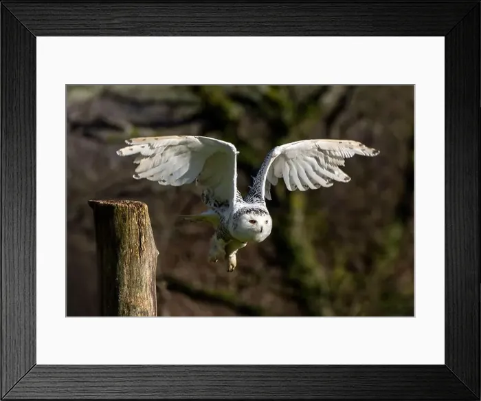 Framed Print : Snowy Owl bird of prey with its wings outspread in flight, stock photo image Framed Print : Snowy Owl bird of prey with its wings outspread in flight, stock photo image