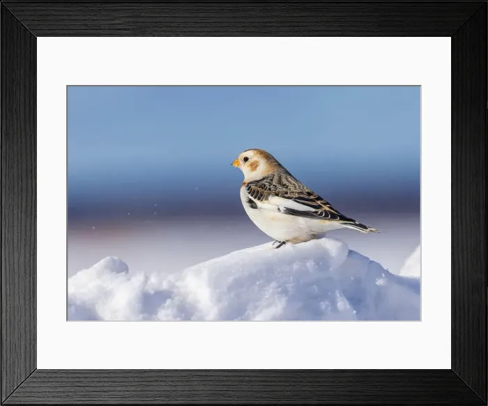 Framed Print : snow bunting (Plectrophenax nivalis) Framed Print : snow bunting (Plectrophenax nivalis)