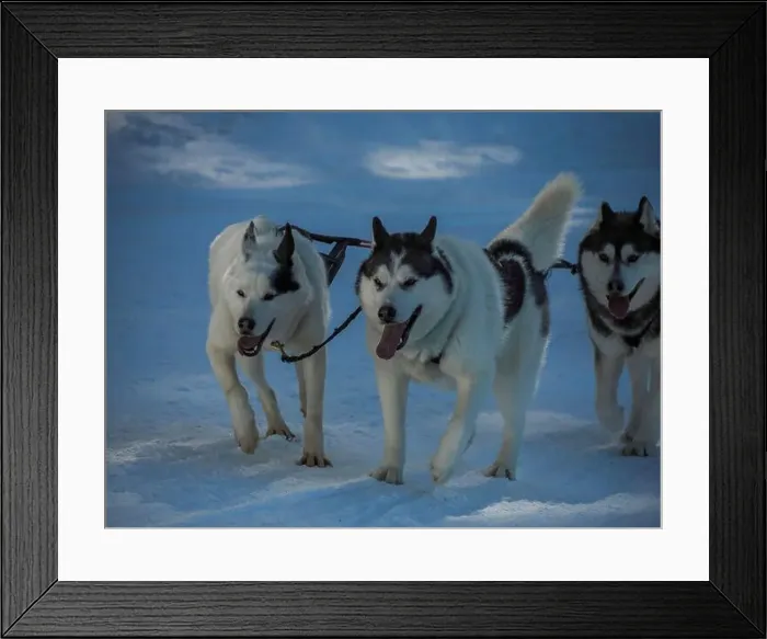 Framed Print : Sled dog with husky dogs running in snow mountains white background in dolomites in winter Framed Print : Sled dog with husky dogs running in snow mountains white background in dolomites in winter