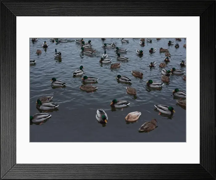 Framed Print : A serene scene of ducks floating peacefully on a calm body of water Framed Print : A serene scene of ducks floating peacefully on a calm body of water